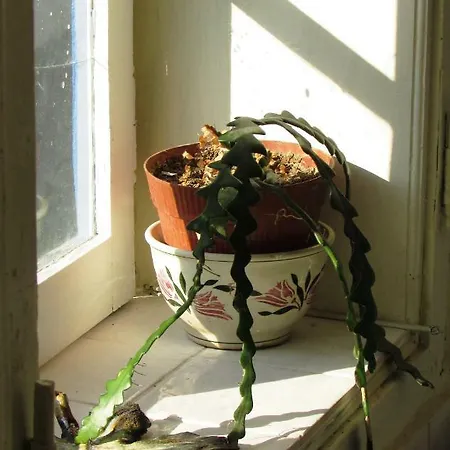 Casa Encanto Prázdninový dům